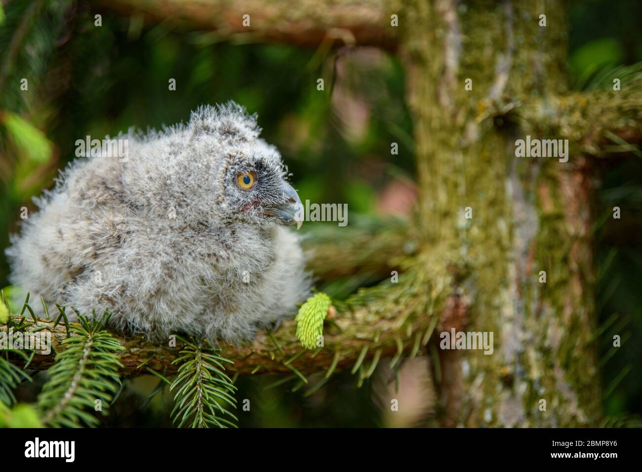 Hibou A Longues Oreilles Banque D Image Et Photos Alamy Hibou A Longues Oreilles Banque D Image Et Photos Alamy