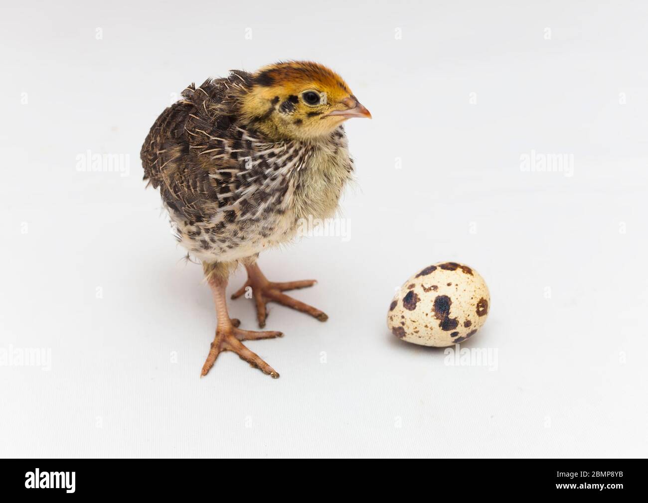 oiseau de caille et œuf isolés sur fond blanc Banque D'Images
