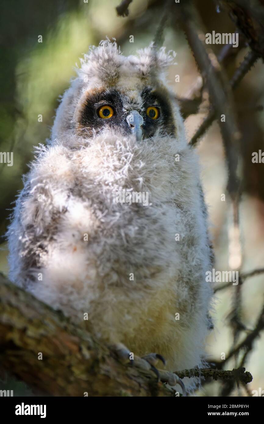 Hibou A Longues Oreilles Banque D Image Et Photos Alamy Hibou A Longues Oreilles Banque D Image Et Photos Alamy