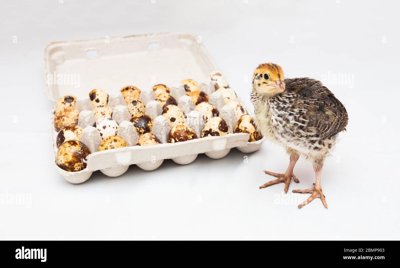 oiseau de caille de bébé et paquet d'oeufs Banque D'Images