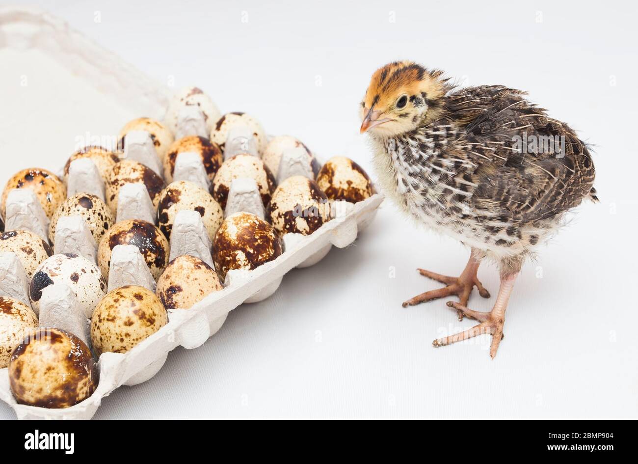 oiseau de caille de bébé et paquet d'oeufs Banque D'Images
