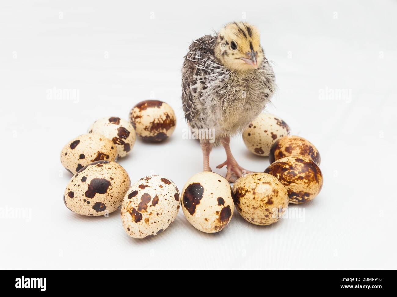 oiseau de caille et œufs isolés sur fond blanc Banque D'Images