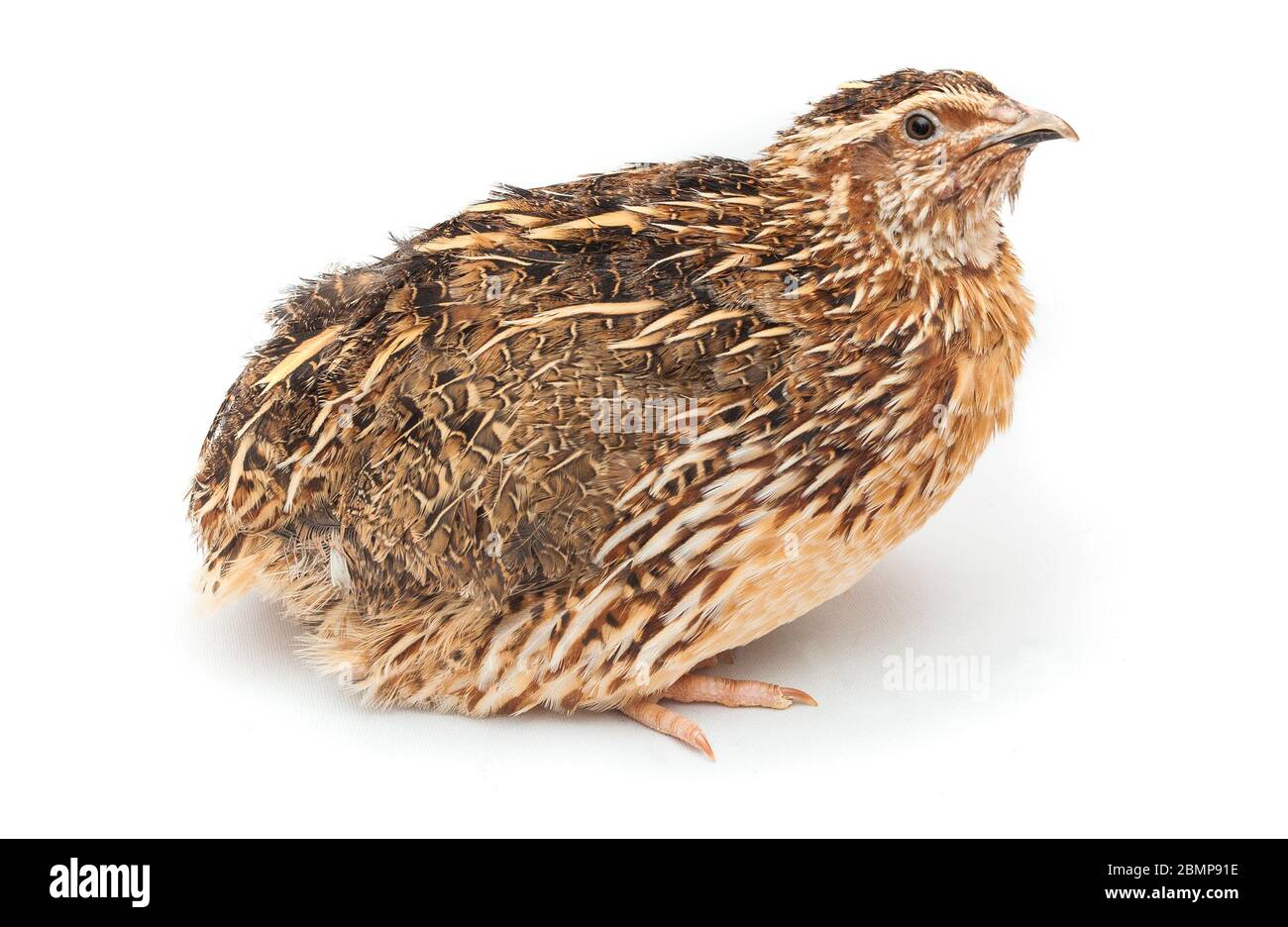 oiseau caille isolé sur fond blanc Banque D'Images