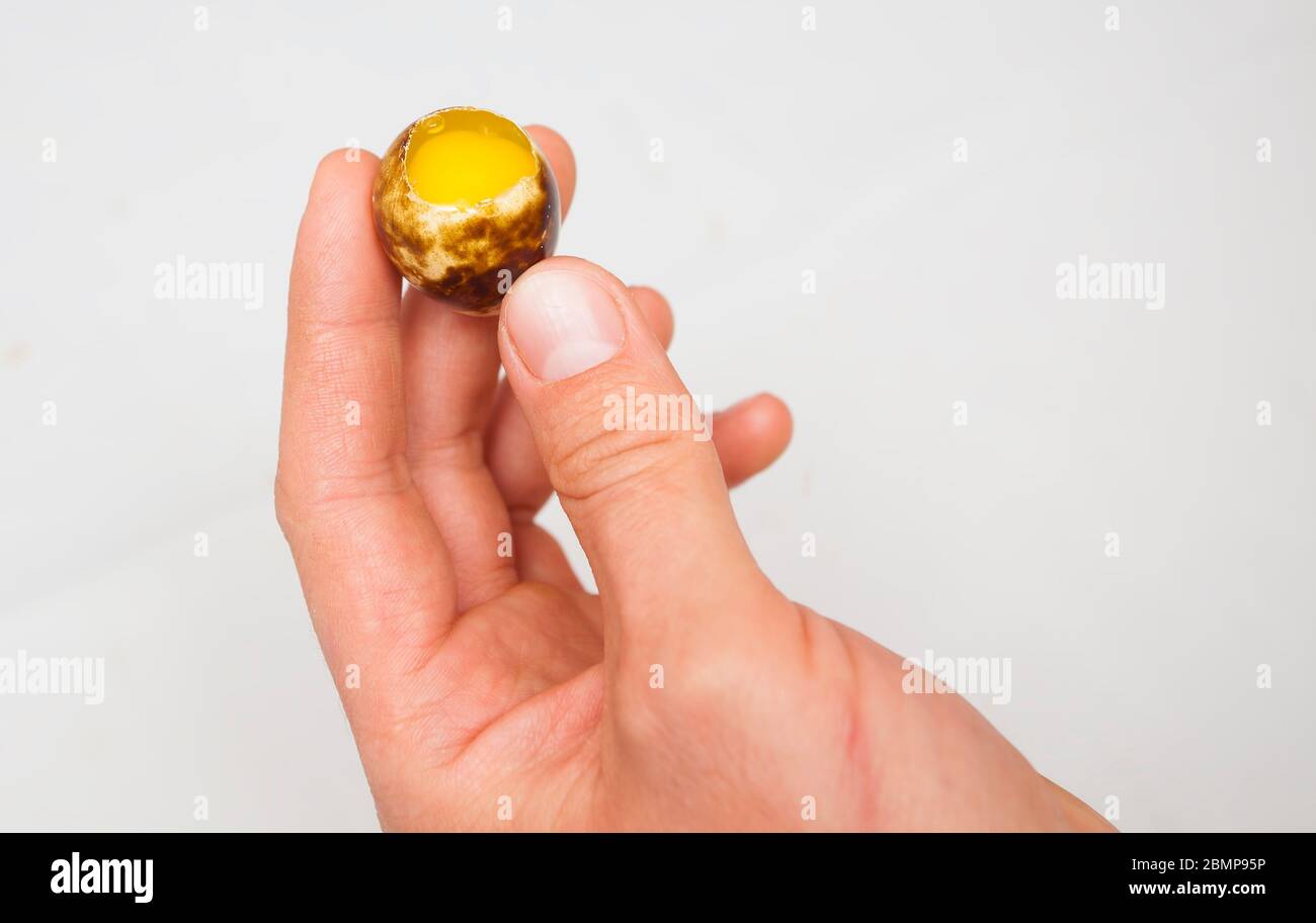 main tenant l'œuf d'oiseau de caille prêt à cuire Banque D'Images