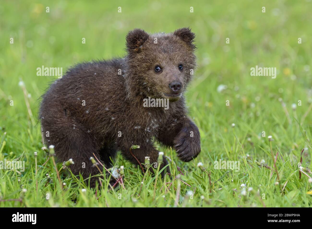 Porter le cub dans l'herbe de printemps. Dangereux petit animal dans la nature habitat de prairie. Scène de la faune Banque D'Images