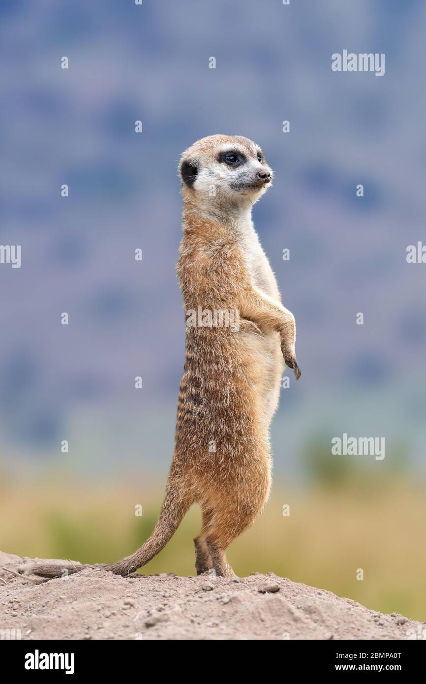 Meerkat debout à la recherche de quelque chose. Suricata suricata prédateurs sauvages dans l'environnement naturel. Scène de la faune de la nature Banque D'Images