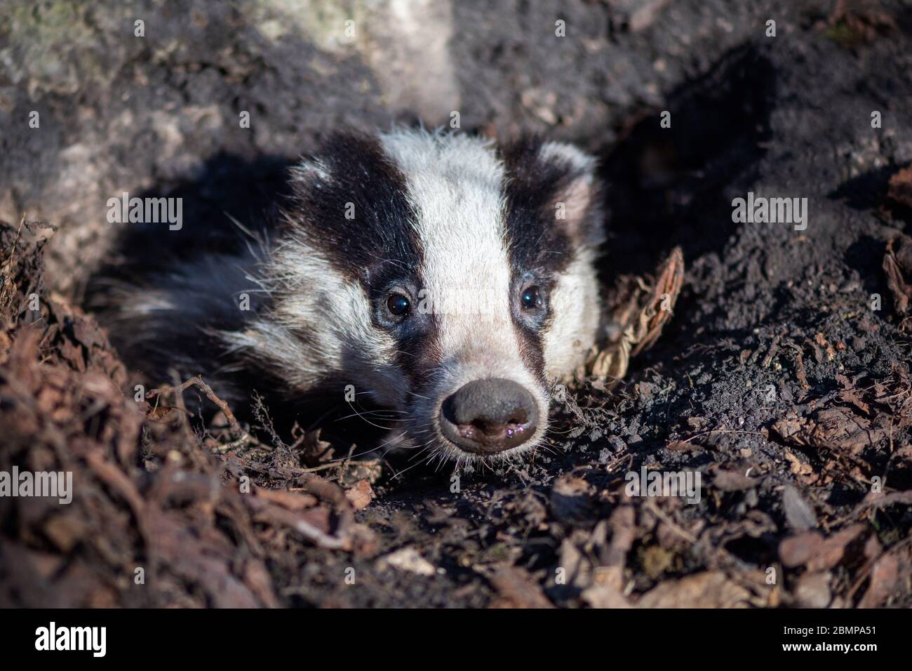 Badger regarde hors du trou, animal dans l'habitat de la nature. Animal sauvage dans le bois. Mammifère dans l'environnement Banque D'Images