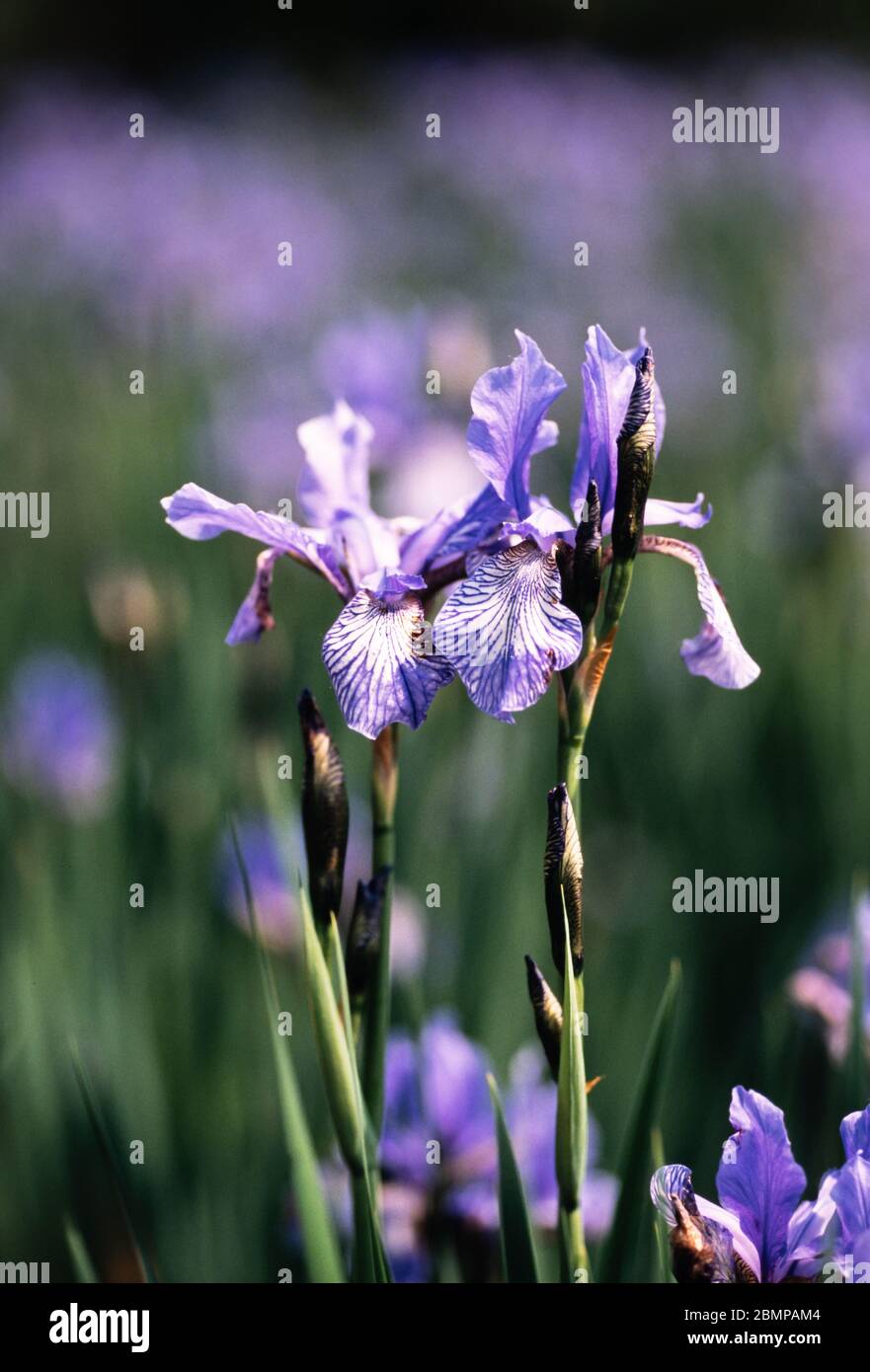 Iris bleu drapeau du Nord (Iris versicolor), Royaume-Uni Banque D'Images