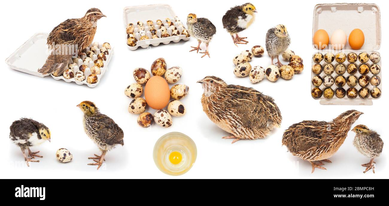 caille oiseau bébé et oeufs, isolés sur fond blanc. set Banque D'Images