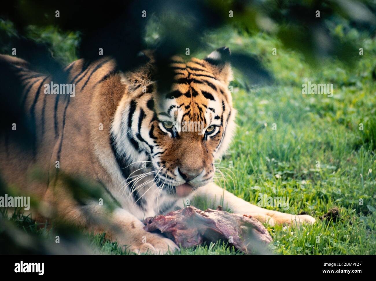 Tigre de Sibérie (Panthera tigris tigris) avec nourriture couché sur l'herbe sous les arbres Banque D'Images