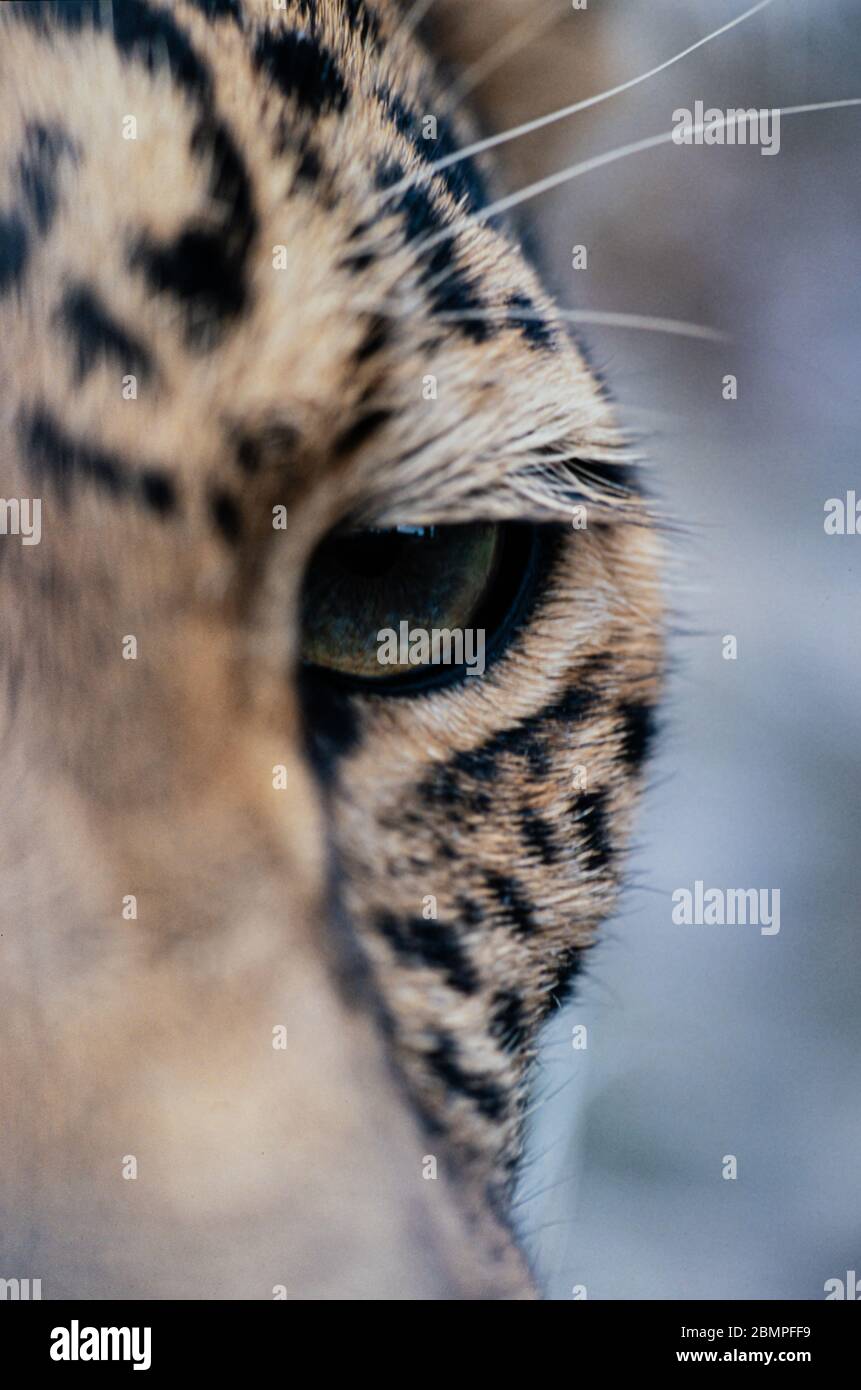 Léopard (Panthera pardus) gros plan de l'œil Banque D'Images