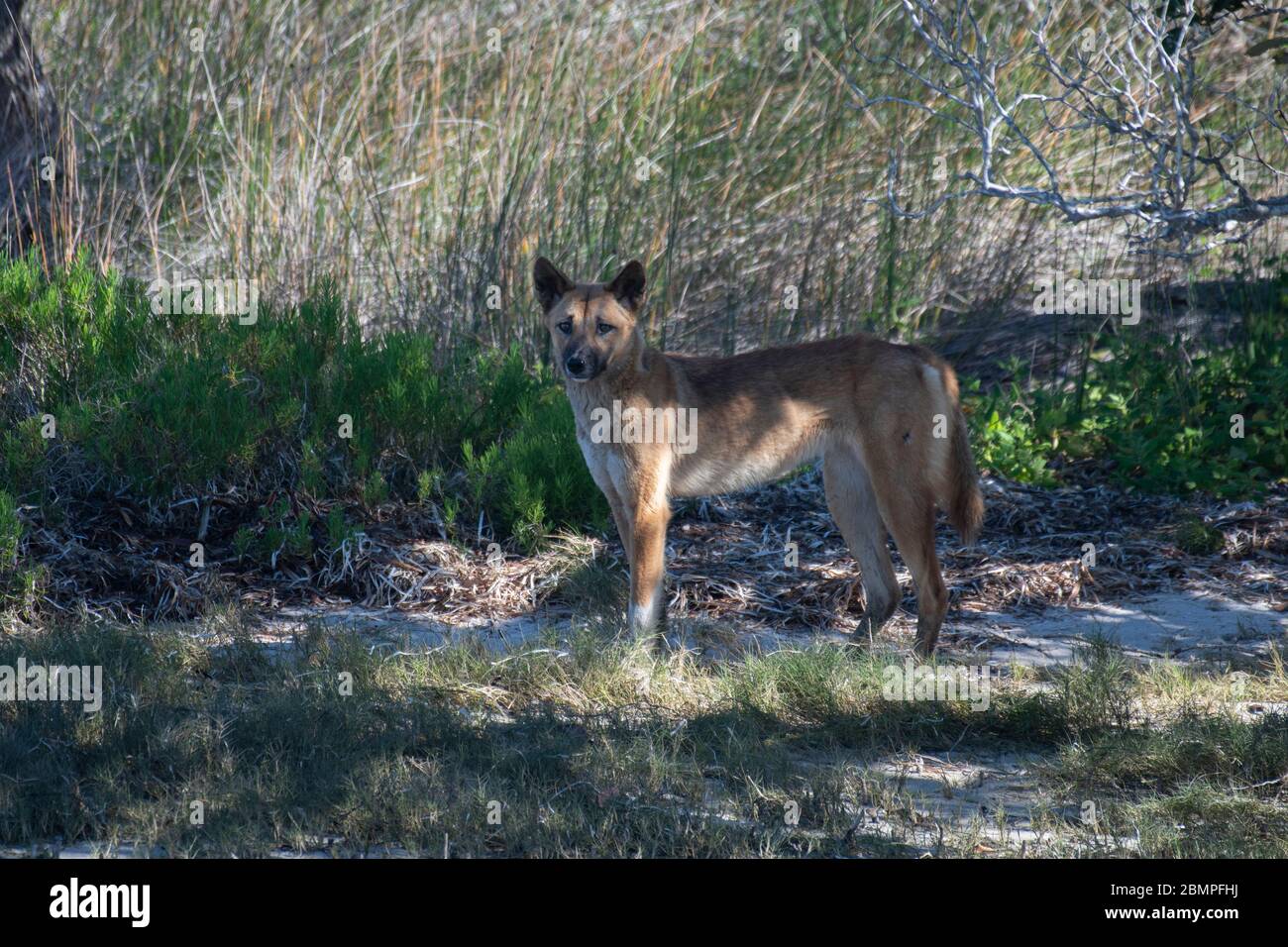 Dingo (Canis familiaris) à Jimmy's Beach, Australie Banque D'Images