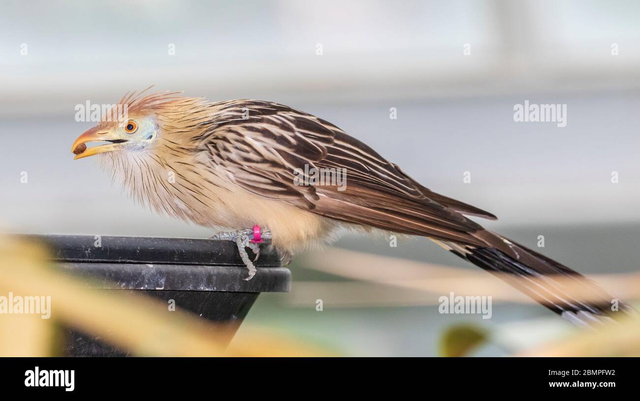 Guira Cuckoo dans la pyramide de la forêt tropicale dans Moody Gardens à Galveston, Texas. Banque D'Images