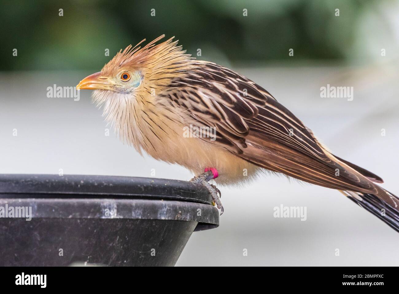 Guira Cuckoo dans la pyramide de la forêt tropicale dans Moody Gardens à Galveston, Texas. Banque D'Images