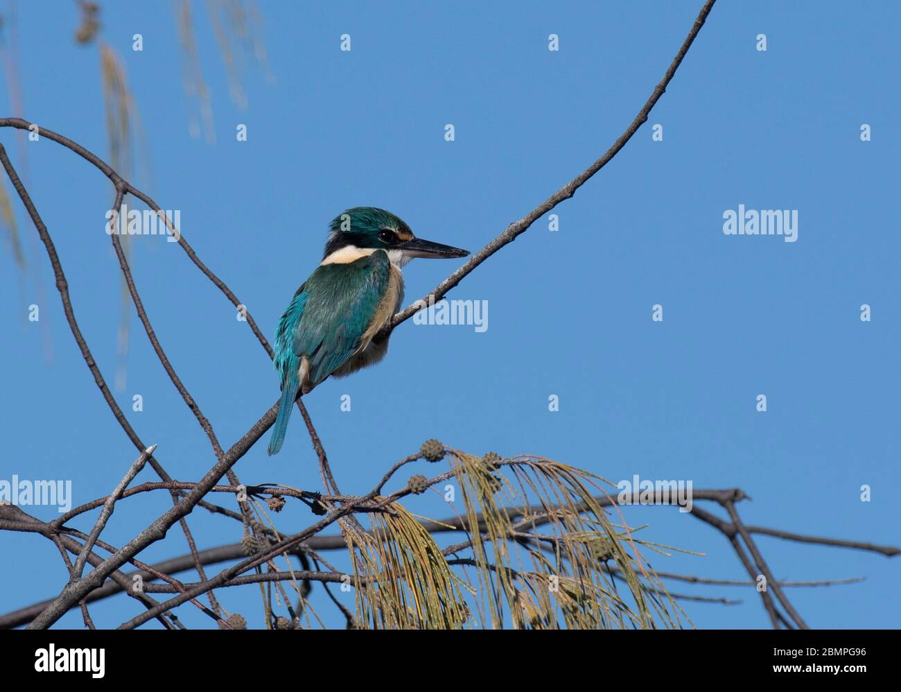Le Kingfisher sacré (Tobraphus sanctus) dans une succursale de la baie de Gatakers Banque D'Images