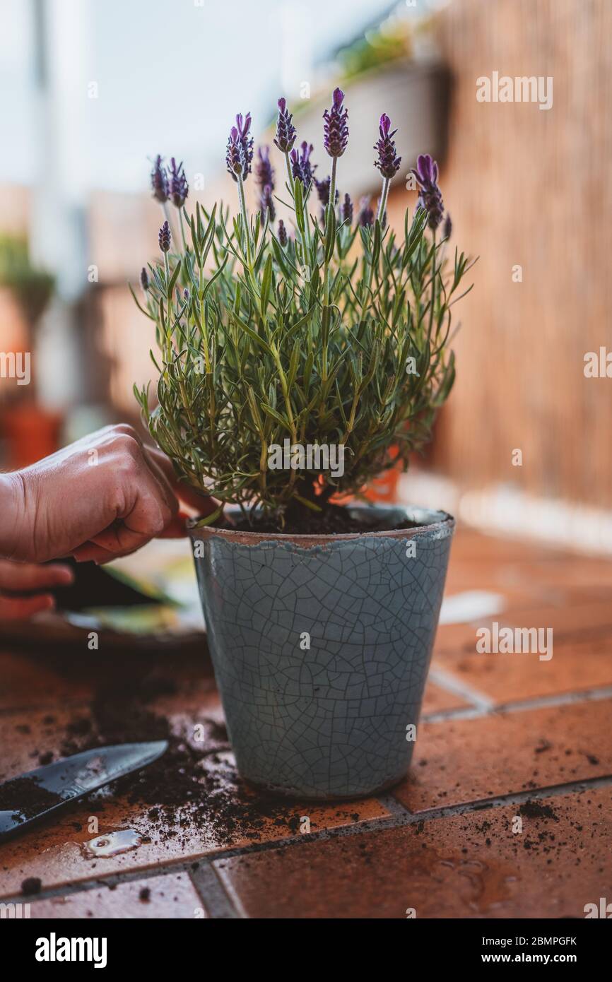 plantation de lavande dans un pot de fleurs sur le balcon Photo Stock -  Alamy