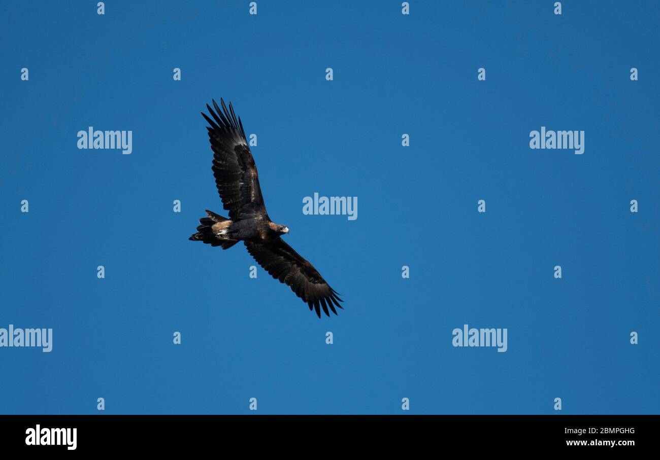 EAGLE à queue en tête en Australie Banque D'Images