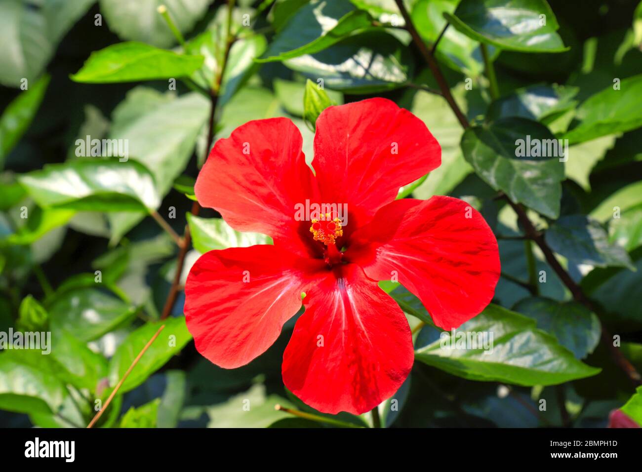 Pittoresque magnifique rouge hibiscus délicat, rose chinoise, fleur qui fleurit sur un fond de feuilles au printemps. Hibiscus rosa-sinensis en fleurs dans le Banque D'Images