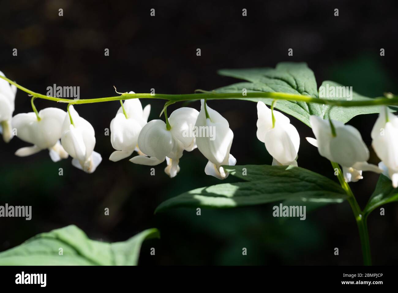 Gros plan / macro photographie de fleurs blanches de coeur saignement (Dicentra) dans un jardin britannique tige horizontale contre un fond noir Banque D'Images