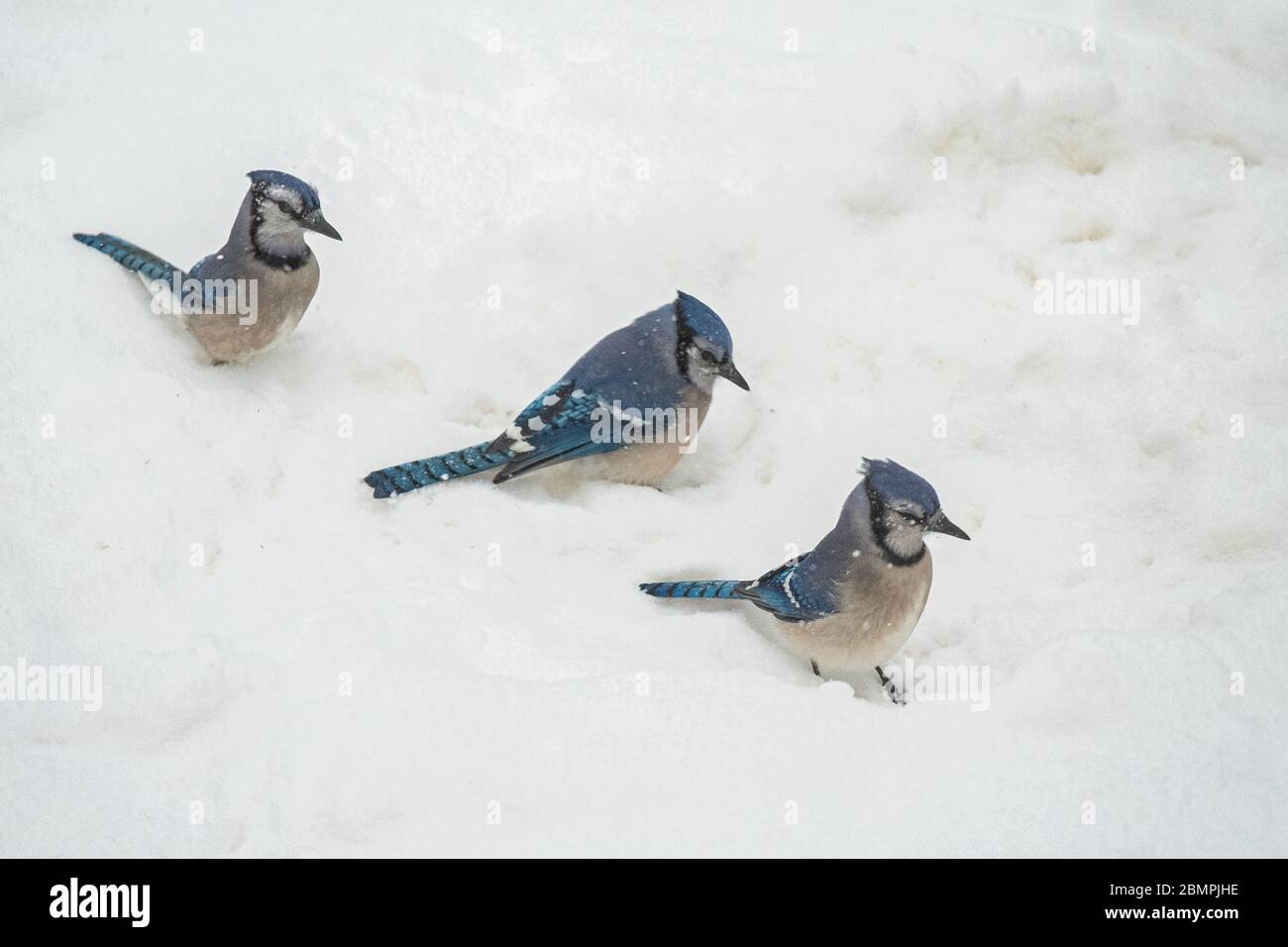 Trois jays bleus dans la neige Banque D'Images