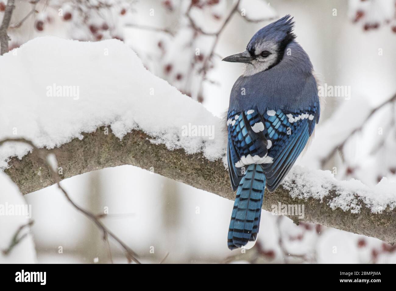 geai bleu assis sur une branche de crabe couvert de neige Banque D'Images