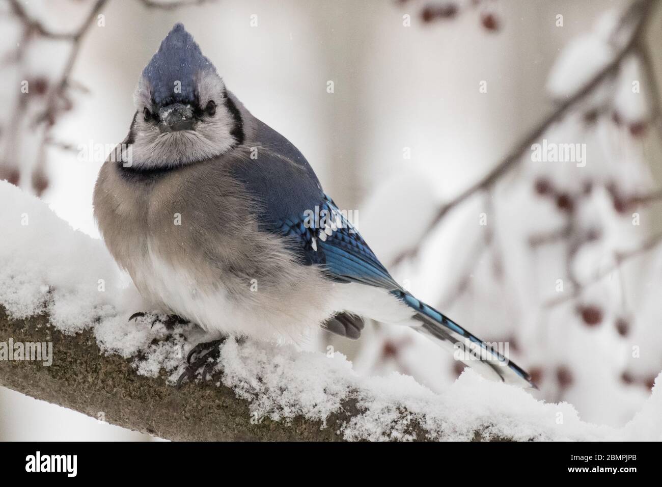geai bleu assis sur une branche de crabe couvert de neige Banque D'Images