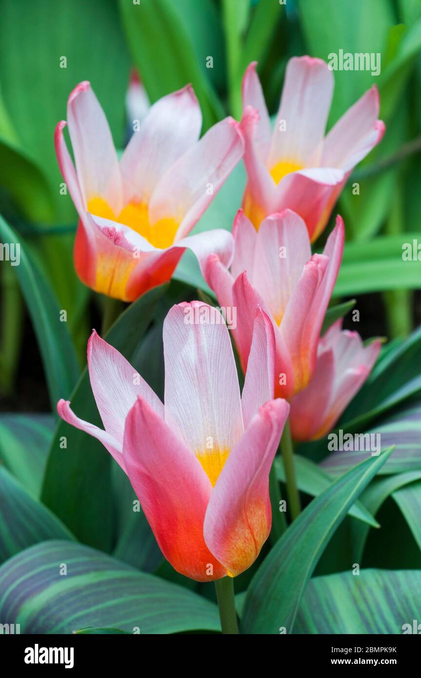 Gros plan sur les coeurs de tulipe Delight une tulipe de lys rouge et blanc avec des feuilles variégées appartenant au groupe Kaufmanniana de la division tulipes 12 Banque D'Images