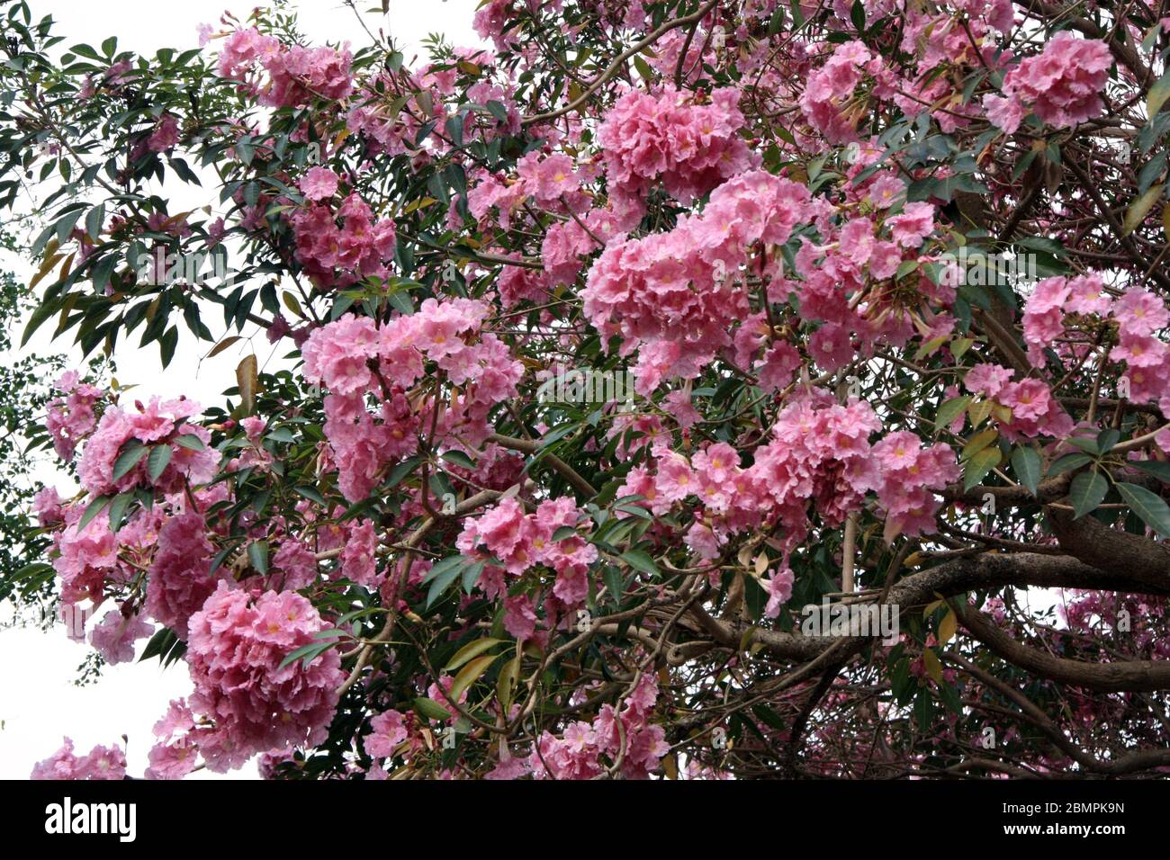 La magnifique trompette rose (Handroanthus impetiginosus ou Tabebuia rosea) fleurit à l'Ile Maurice. Banque D'Images