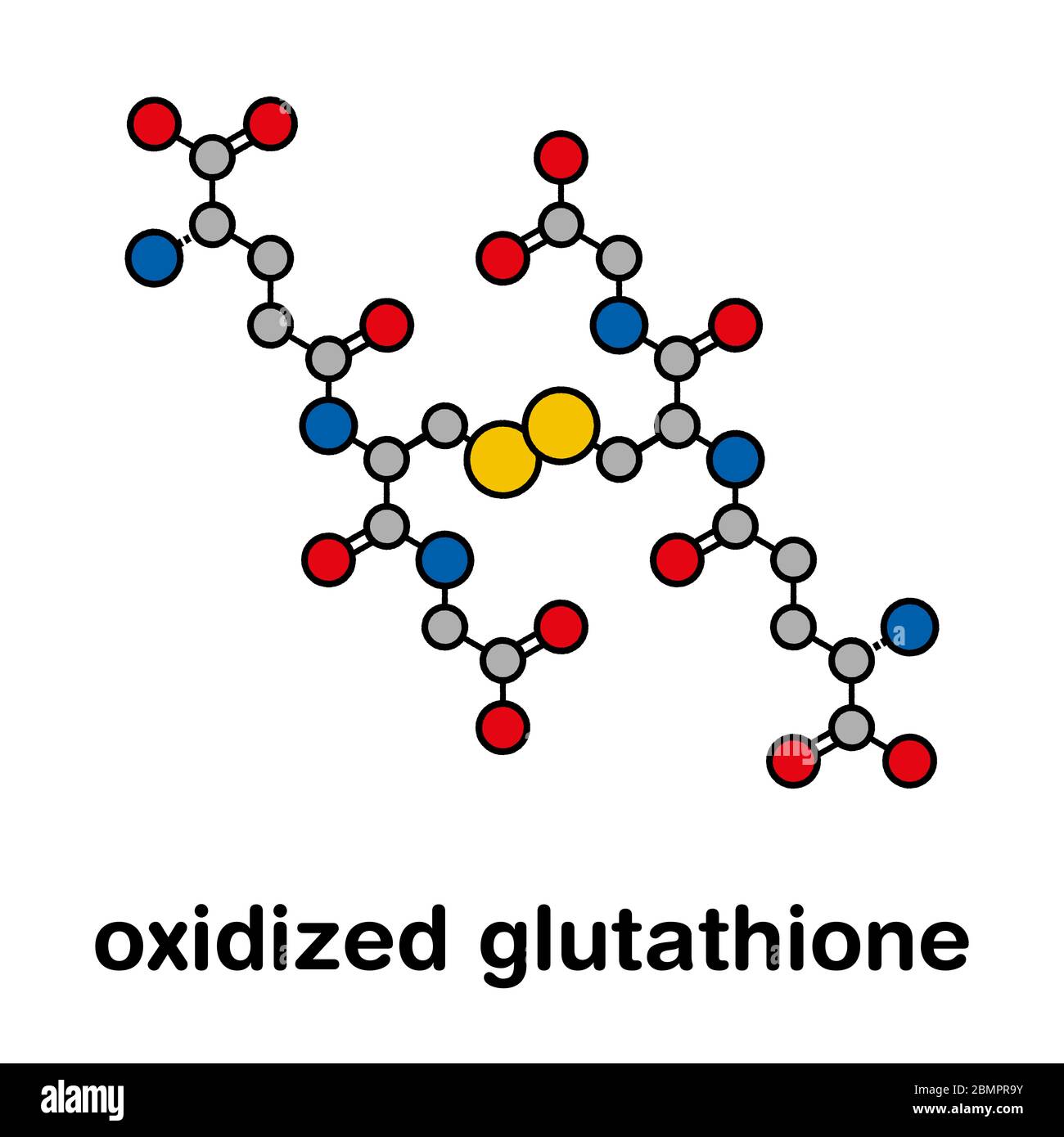 Molécule de glutathion (glutathion oxydé, GSSG). Formule squelettique stylisée (structure chimique) : les atomes sont représentés par des cercles de couleur : hydrogène (caché), carbone (gris). Banque D'Images