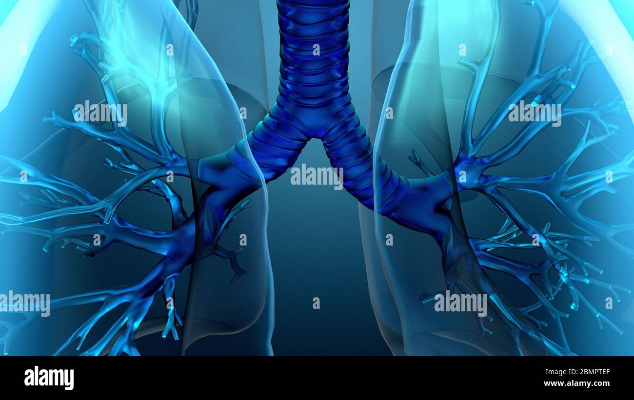 Anatomie pulmonaire, illustration Photo Stock Alamy