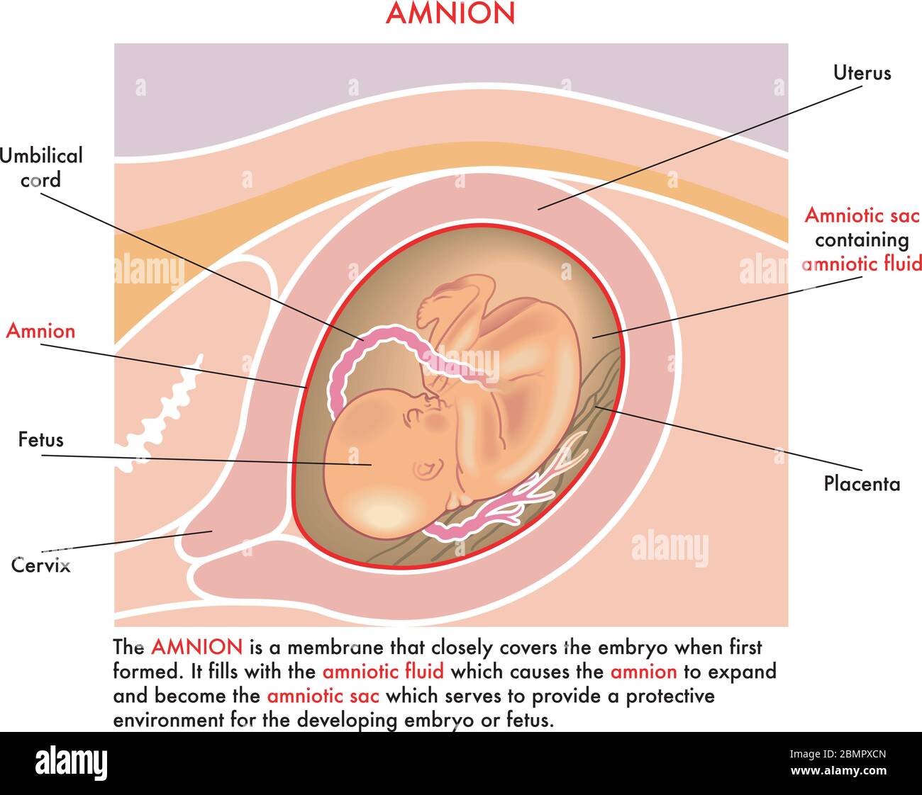 Illustration médicale de l'amnion avec des annotations expliquant sa fonction pendant la grossesse de la femme. Illustration de Vecteur