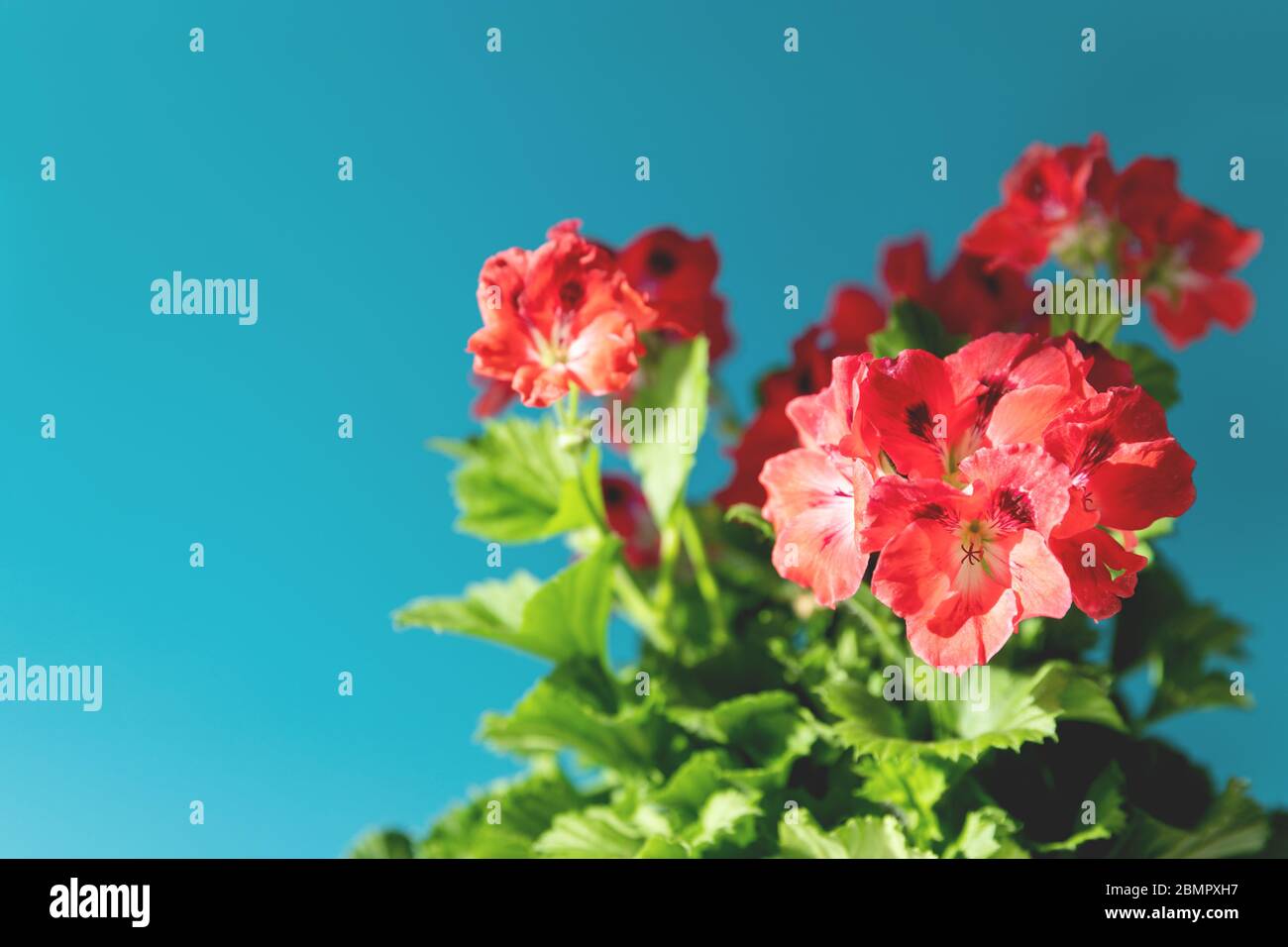Gros plan de Grandiflora Pelargonium avec fleurs rouges éclairées par la lumière du soleil sur fond bleu avec espace de copie.plante sans prétention pour une terrasse et un balcon, Banque D'Images