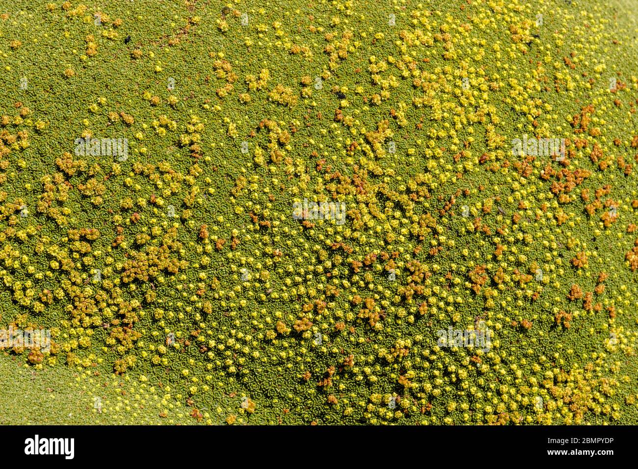 Gros plan de Azorella Compacta, Azorella Yareta (lareta) plante à fleurs éternelles vert-vert des Andes, altiplano péruvien, Pérou. Banque D'Images