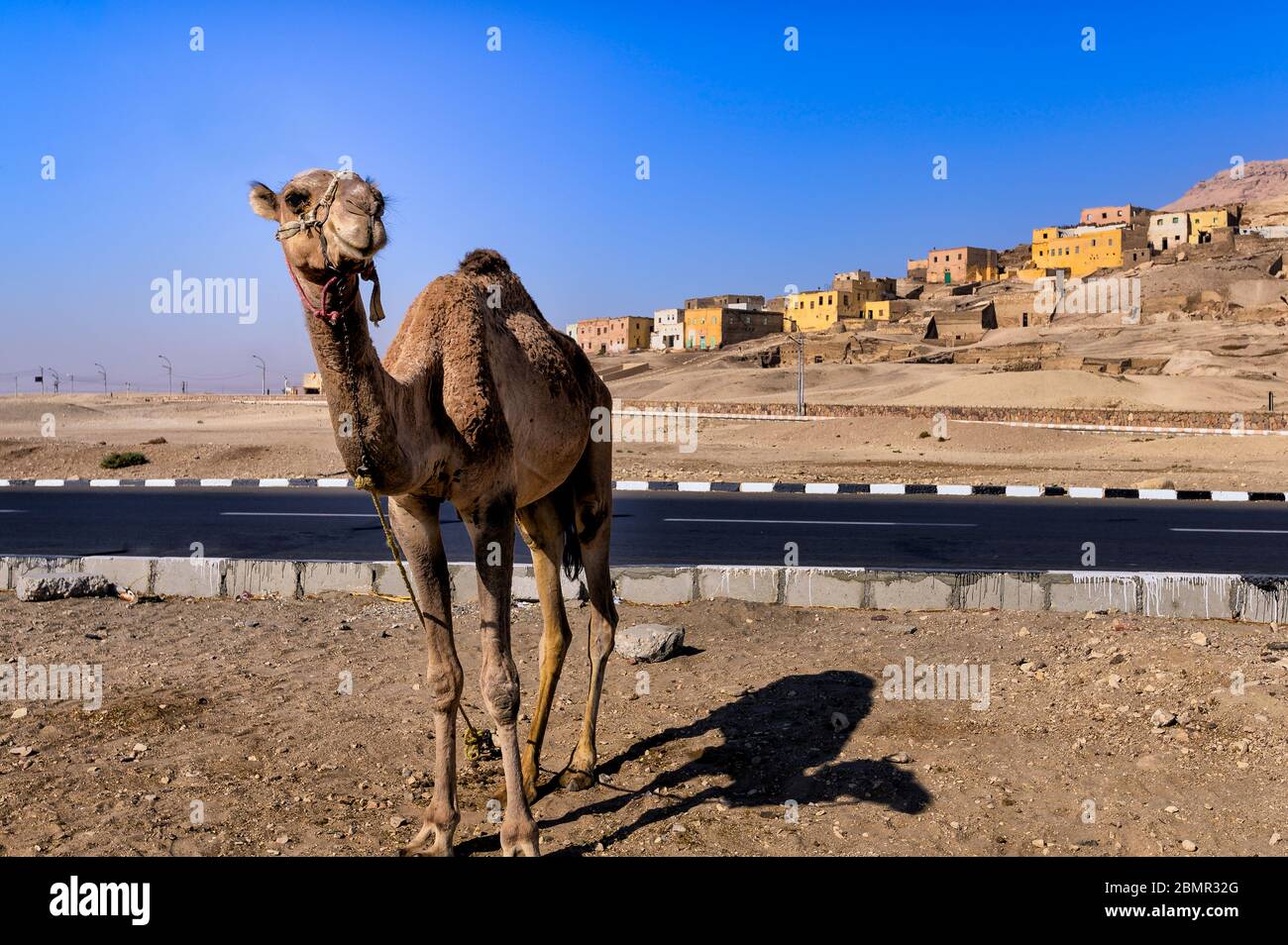 Camel se dresse de l'autre côté de la route, sur le village abandonné d'El qurna, en Cisjordanie du Nil Banque D'Images