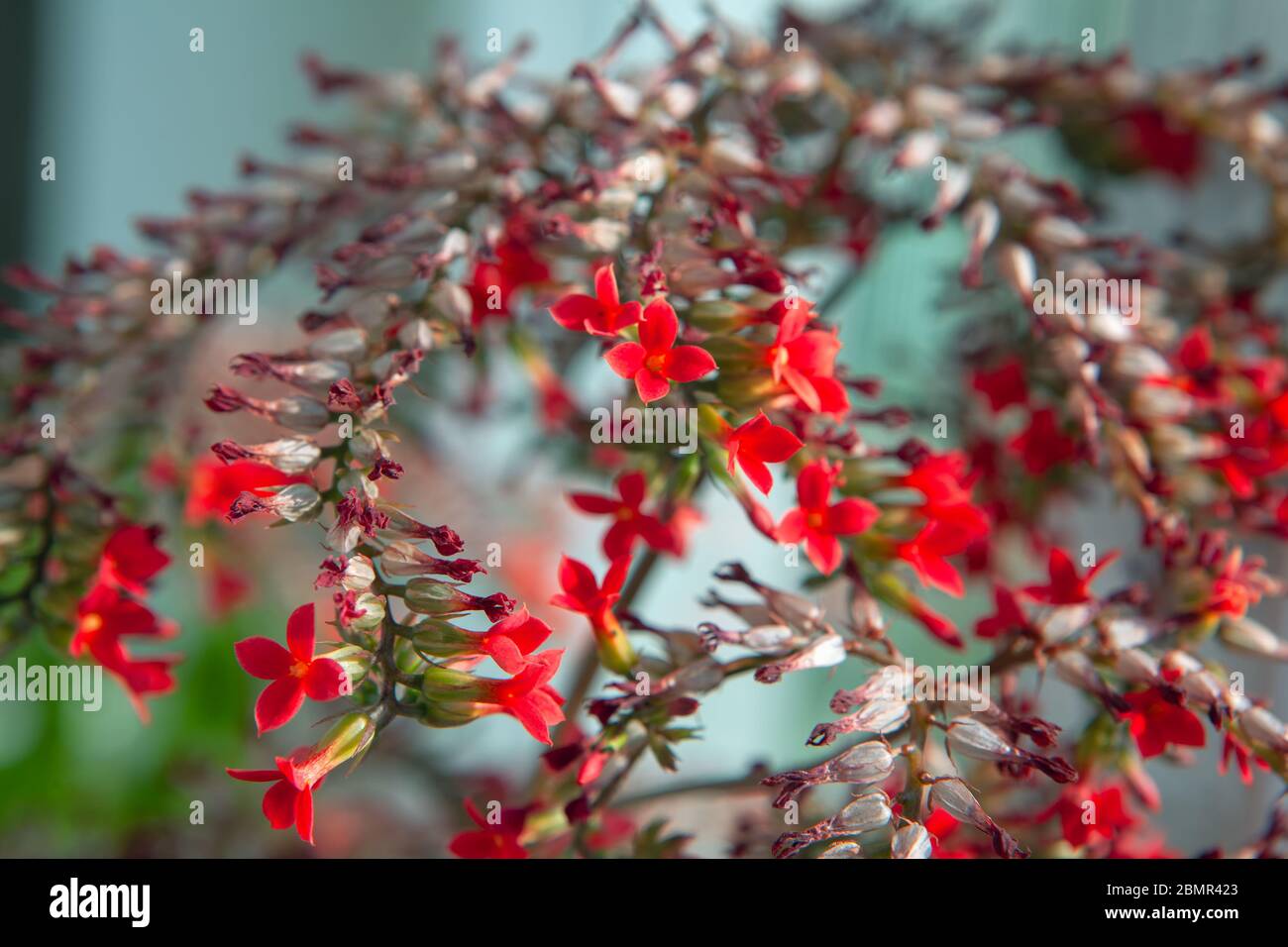 fleurs de la maison rouge kalanchoe en floraison Banque D'Images