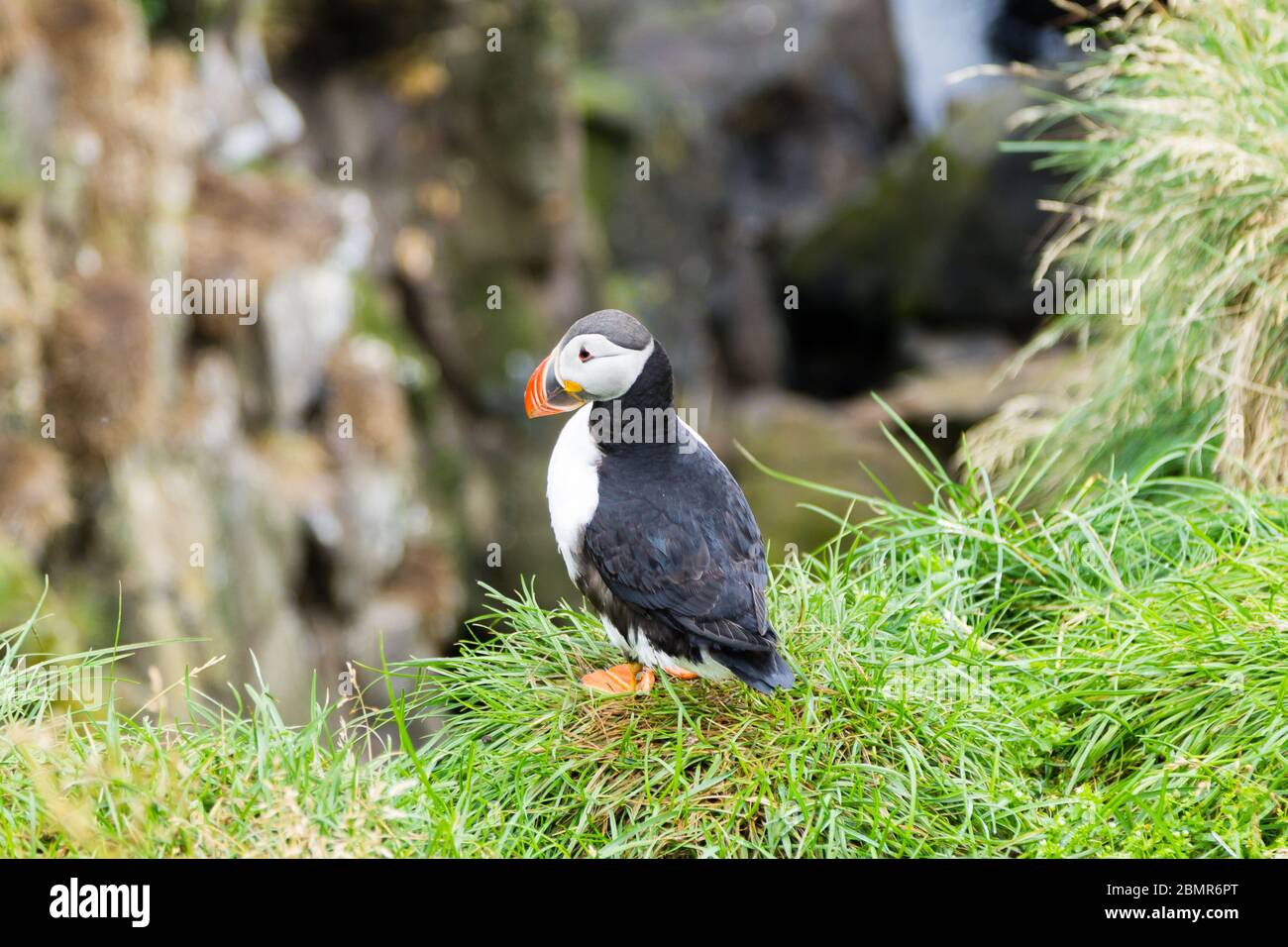 Macareux moine de Borgarfjordur fjord, est de l'Islande. La faune de l'Islande. Macareux moine commun. Fratercula arctica Banque D'Images Macareux moine de Borgarfjordur fjord, est de l'Islande. La faune de l'Islande. Macareux moine commun. Fratercula arctica Banque D'Images