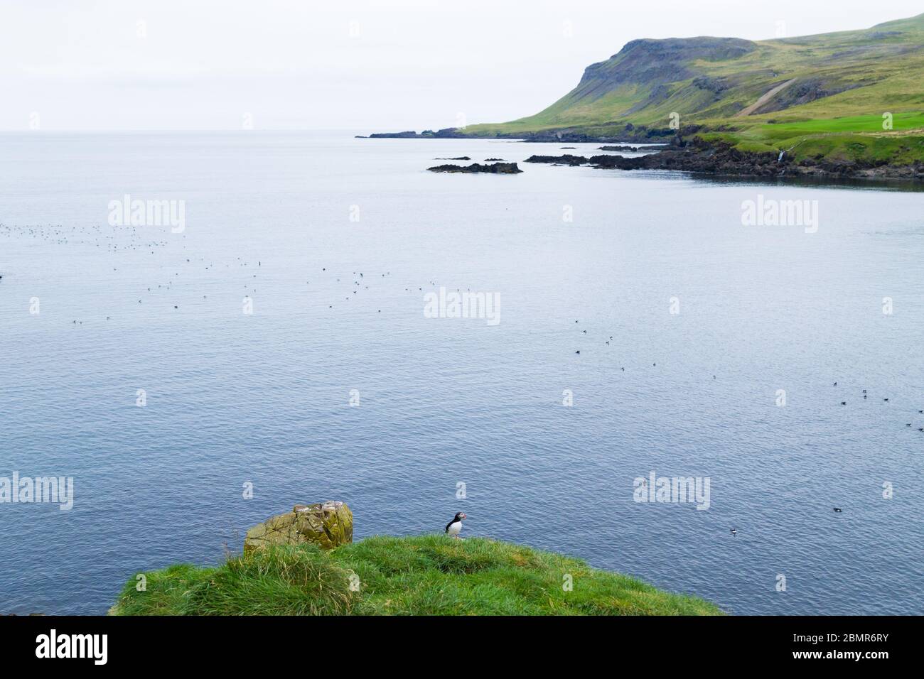 Macareux moine de Borgarfjordur fjord, est de l'Islande. La faune de l'Islande. Macareux moine commun. Fratercula arctica Banque D'Images Macareux moine de Borgarfjordur fjord, est de l'Islande. La faune de l'Islande. Macareux moine commun. Fratercula arctica Banque D'Images