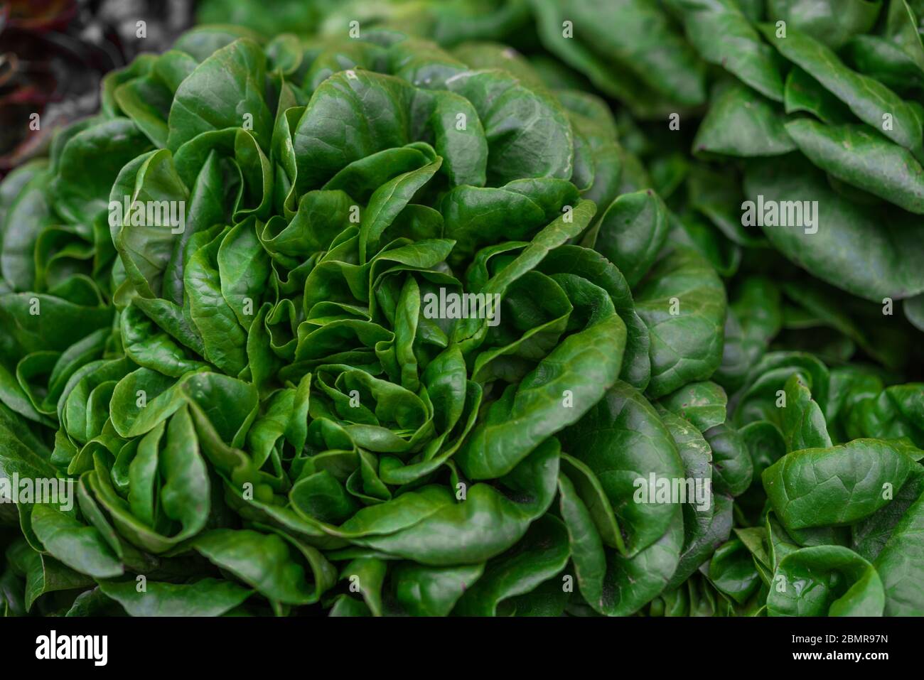 Gros plan photo de la nourriture des épinards biologiques au marché des agriculteurs. Banque D'Images
