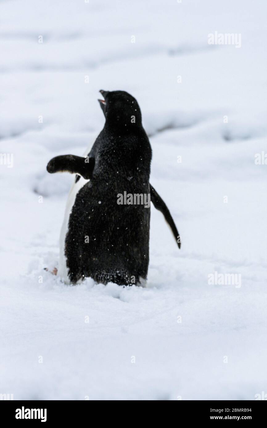Adelie Penguin se dandinant et chantant dans le champ de neige de Winter Island, en Antarctique, sur le site de l'ancienne station de recherche britannique Faraday Banque D'Images