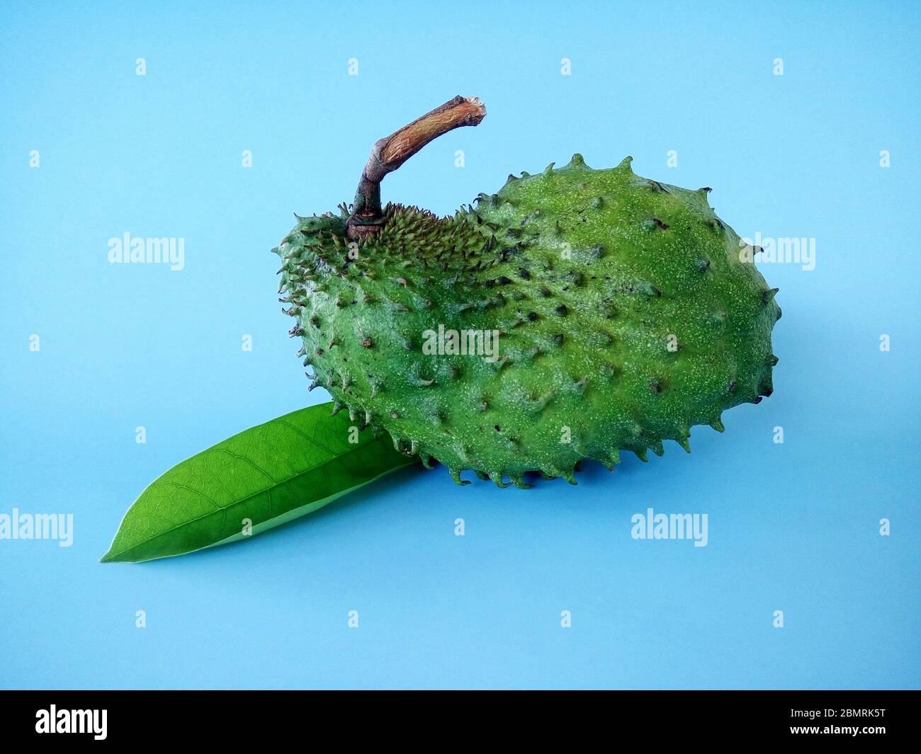 fruit soursop sur fond bleu. Soursop est le fruit d'Annona muricata, un arbre à feuilles larges, à fleurs et à feuilles persistantes. Banque D'Images