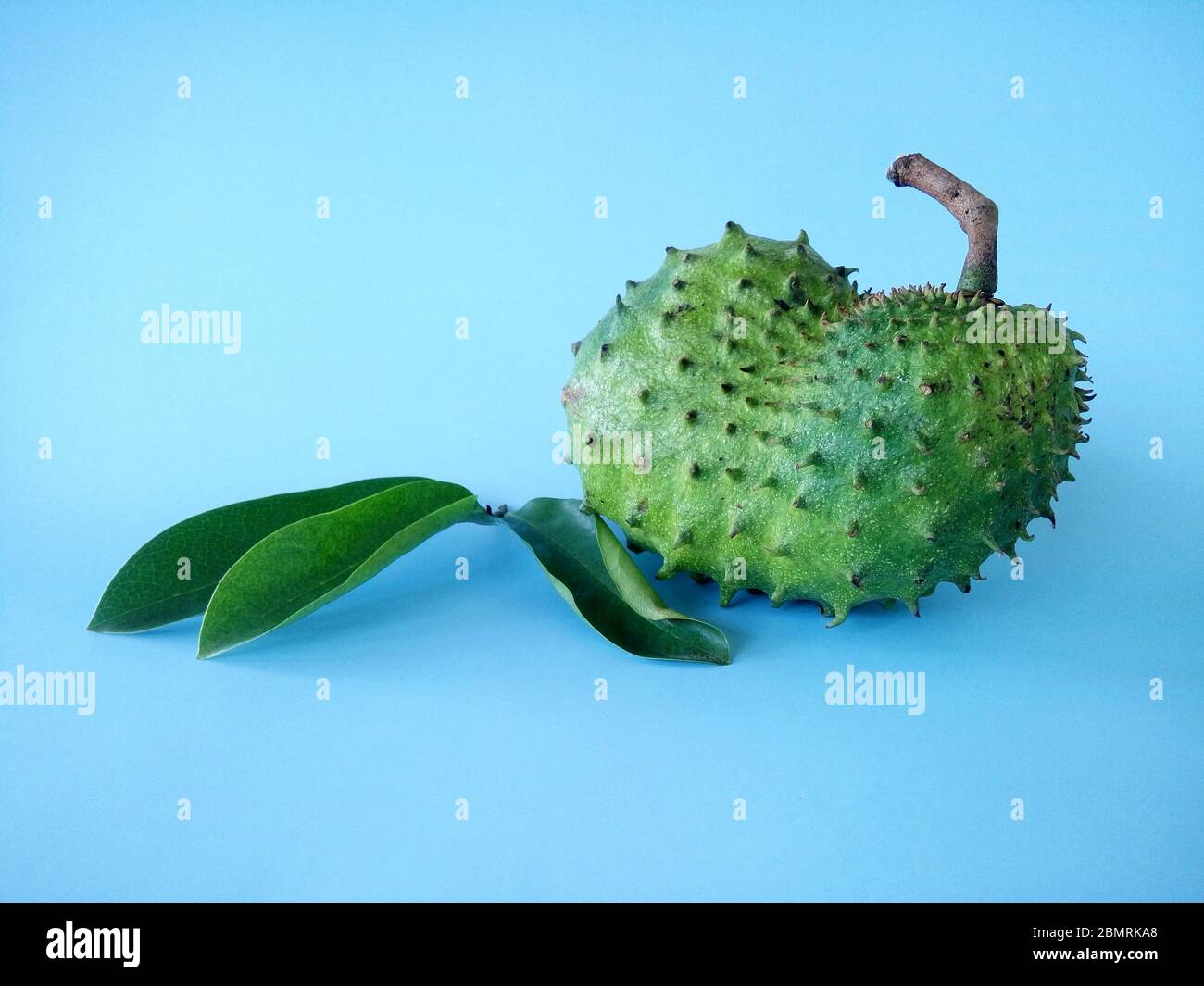 fruit soursop sur fond bleu. Soursop est le fruit d'Annona muricata, un arbre à feuilles larges, à fleurs et à feuilles persistantes. Banque D'Images