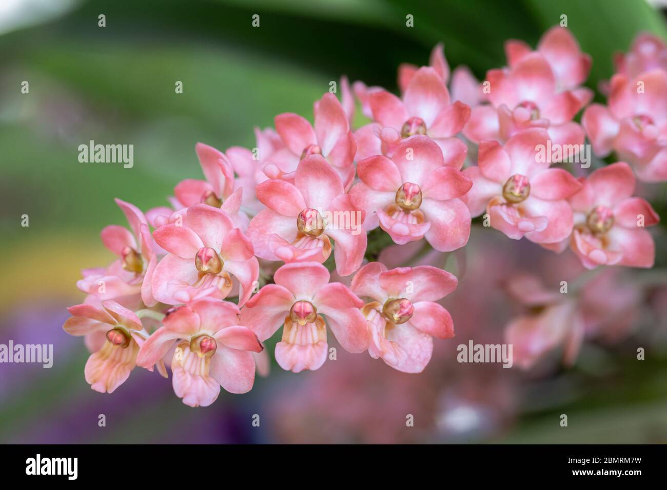 Orchidée fleur dans le jardin d'orchidées à l'hiver ou le printemps de la beauté et de l'agriculture. Rhynchostylis Orchidaceae. Banque D'Images