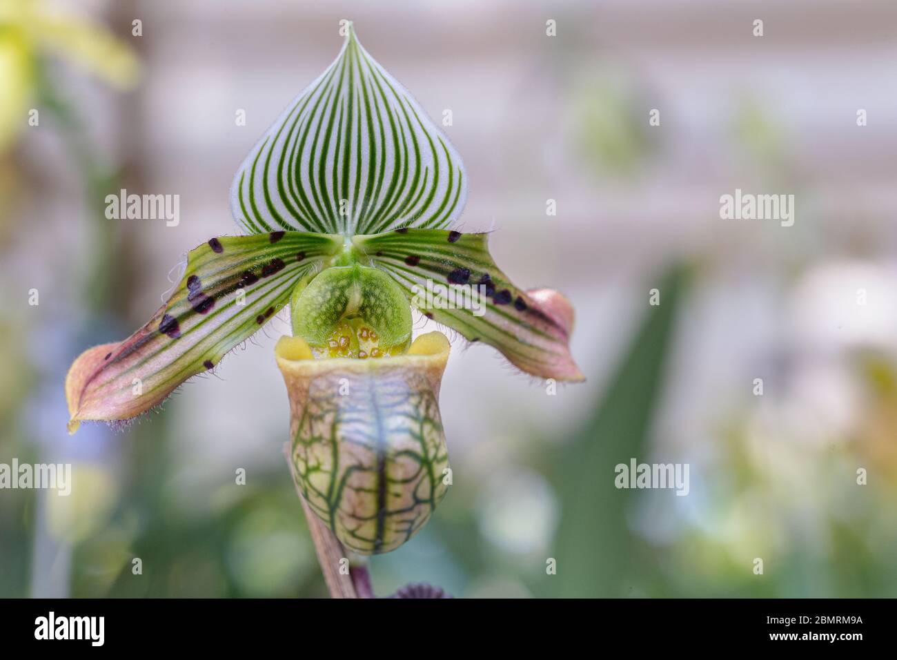 Fleurs d'orchidées dans le jardin d'orchidées en hiver ou au printemps pour la beauté et le design agricole. Paphiopedilum Orchidaceae. Ou Lady's Slipper. Banque D'Images