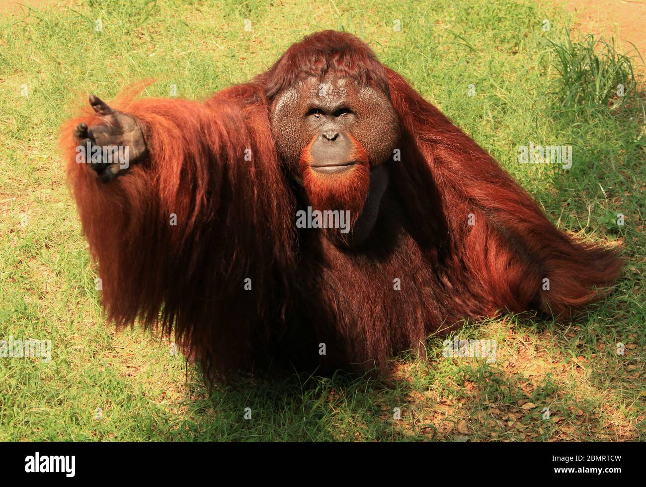 Adorable Orangutan adulte dans une posture amusante Banque D'Images