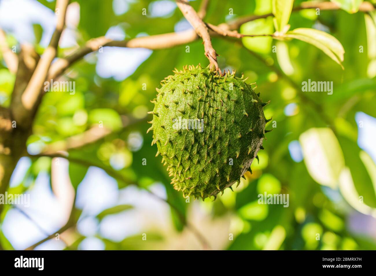 Fruits tropicaux frais verts soursop ou Annona muricata ou Sirsak, encore accroché sur l'arbre sur l'île de Zanzibar, Tanzanie, Afrique de l'est, de près Banque D'Images