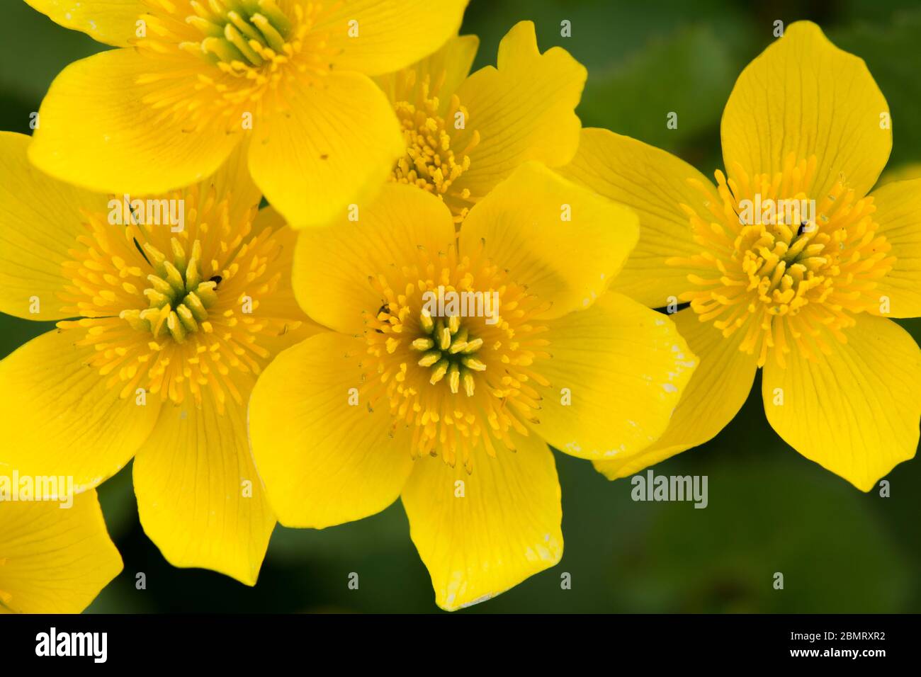 Vue rapprochée sur les fleurs de Maltha palustris (marsh, marigold) Banque D'Images