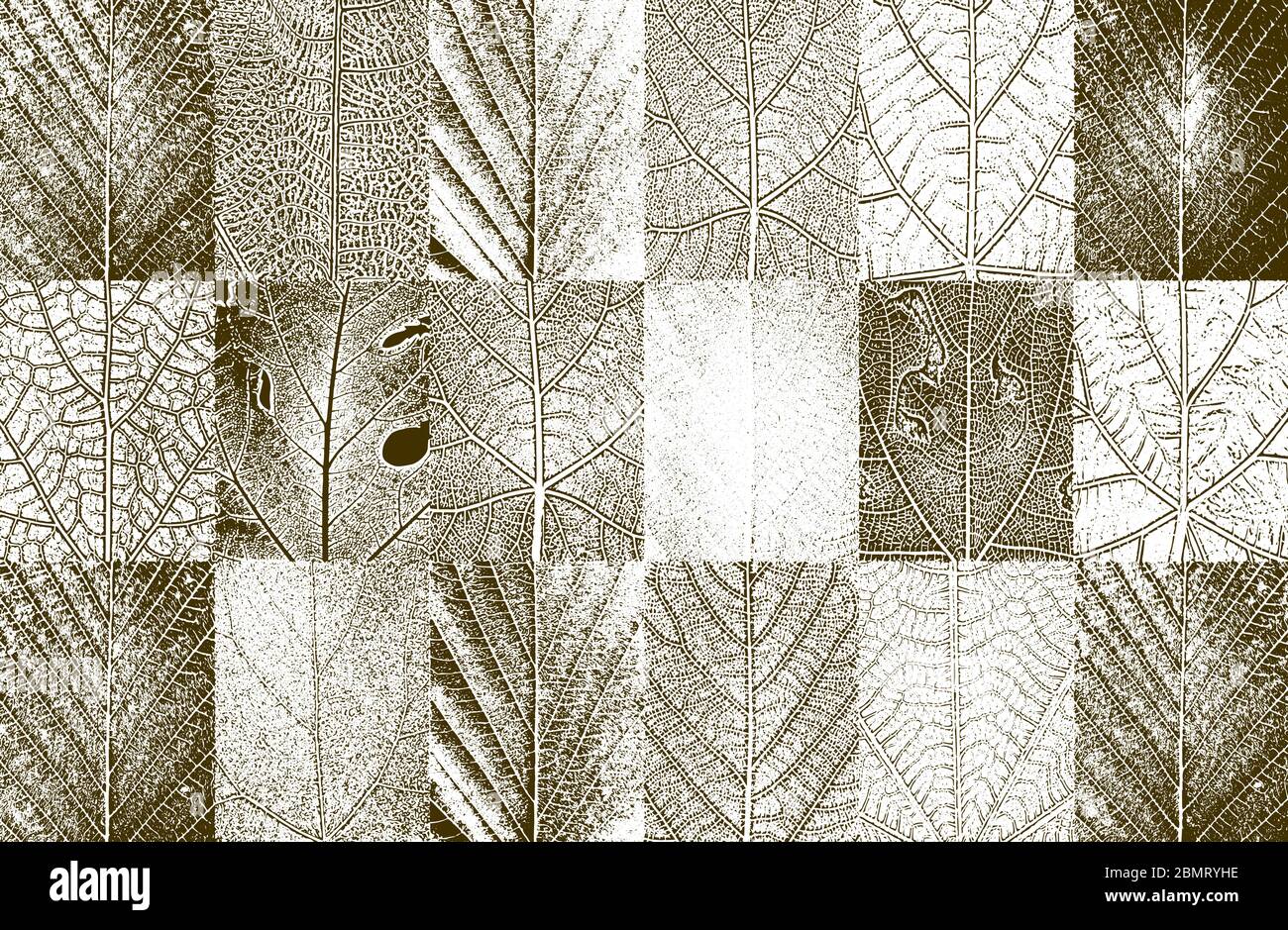 Ensemble de feuilles d'arbre doré de détresse, texture de brochure. Arrière-plan grunge noir et blanc. Illustration du vecteur EPS8. Illustration de Vecteur