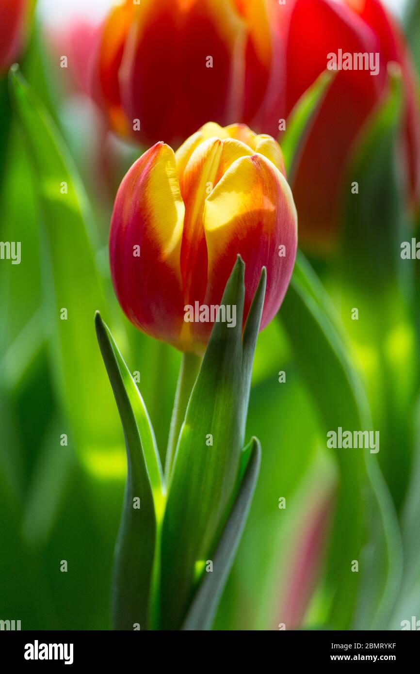 Tulipes de printemps, Banque D'Images
