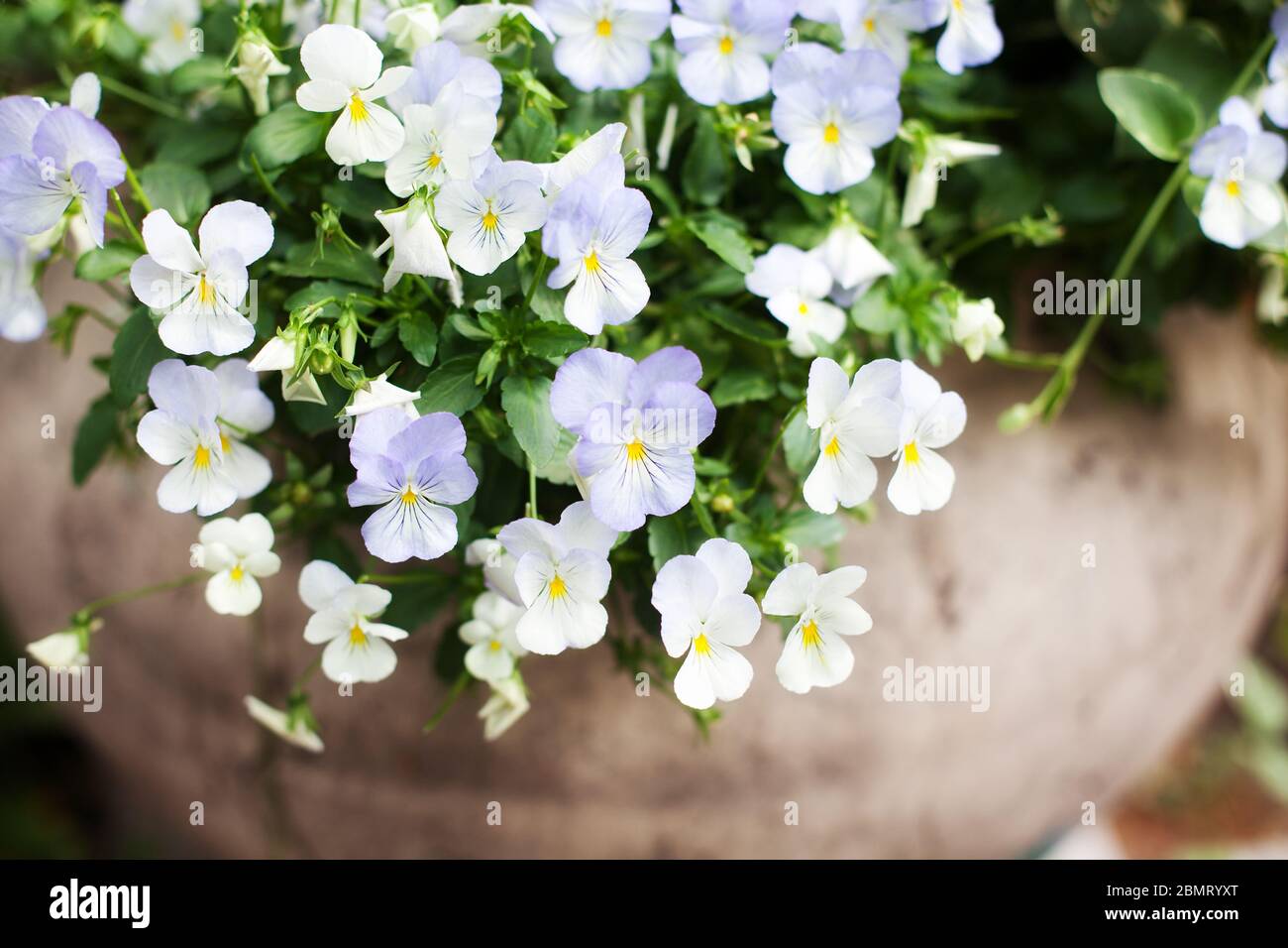 Fleurs de pansy bleu en pot d'argile flou arrière-plan gros plan, belle pansies pourpre délicate dans vintage crse soft focus macro, fleur de heartsease Banque D'Images