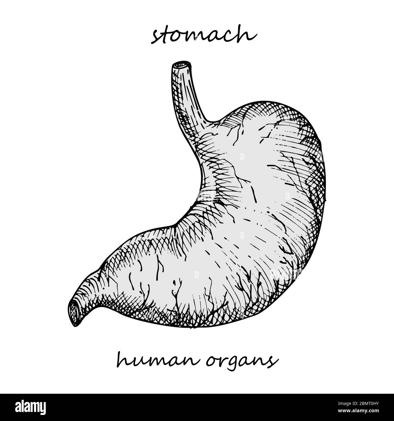 Estomac. Icône réaliste dessinée à la main des organes internes humains. Gravure art. Style d'esquisse. Concept de conception pour vos projets médicaux post-viral Illustration de Vecteur